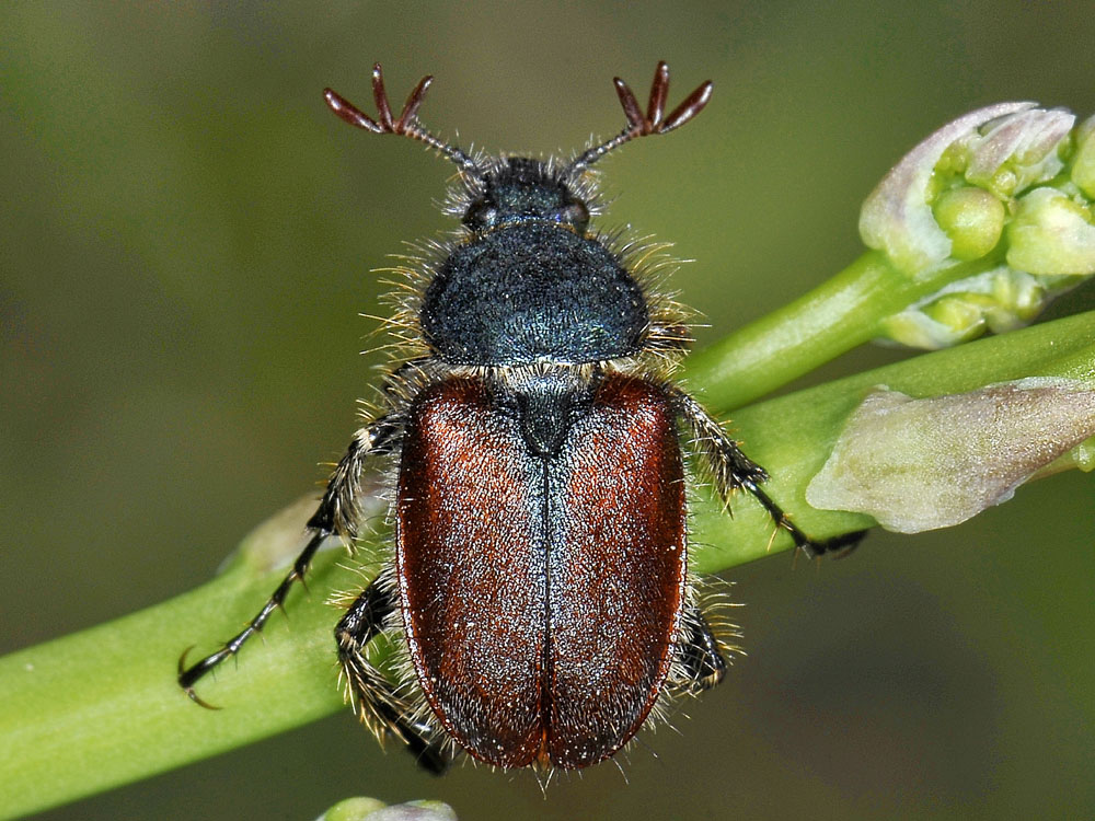 Rutelidae? no, Glaphyridae - Amphicoma abdominalis